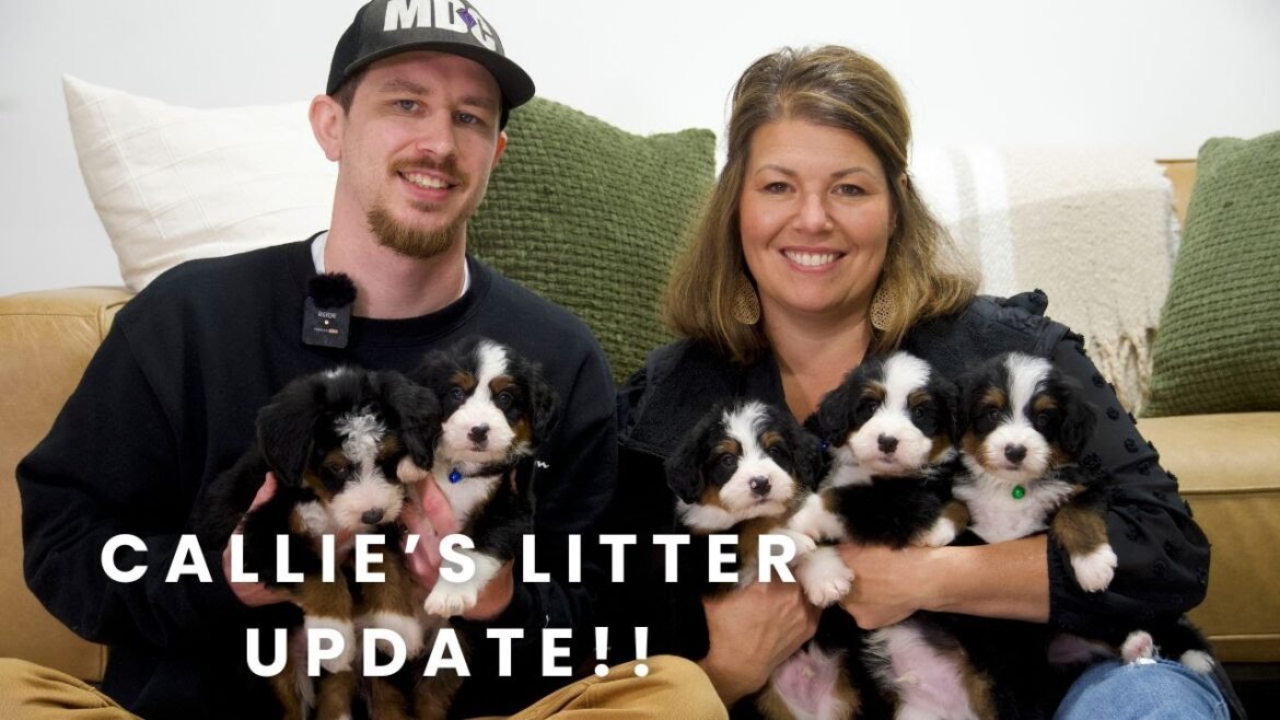 Callie’s F1 Mini Bernedoodle Puppies | Litter Update! Callie's F1 Mini Bernedoodle Puppies | Litter Update!