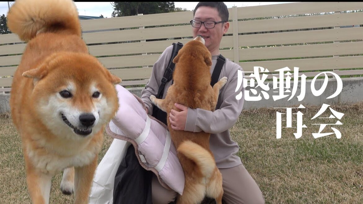 柴犬が不在のパパを待つ姿が健気すぎる…おかえりなさい。