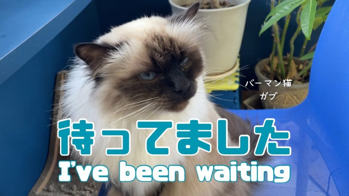 バーマン猫ガブとラフ【待ってました】I've been waiting（バーマン猫）Birman/Cat