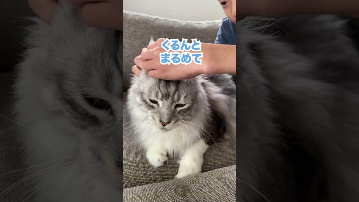 大型猫に逃げられる?耳のマッサージは好きだけど#メインクーン#shorts 大型猫に逃げられる?耳のマッサージは好きだけど#メインクーン#shorts