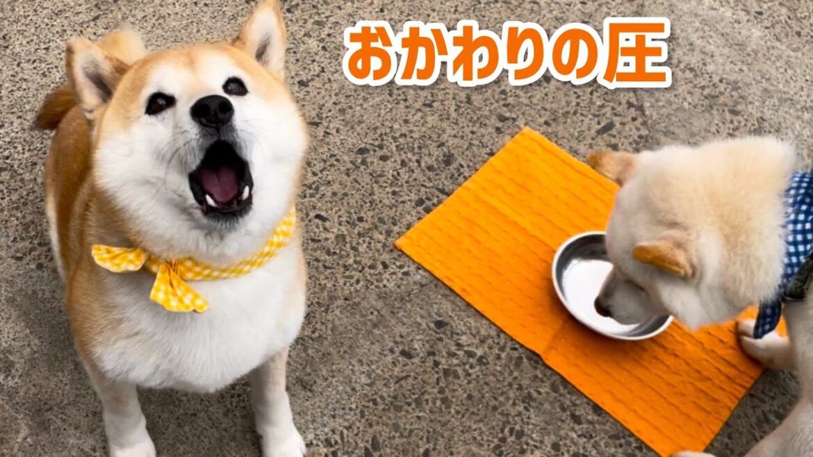 食事を変えたら寝坊していた柴犬が早起きになり楽しみが増えたみたい笑