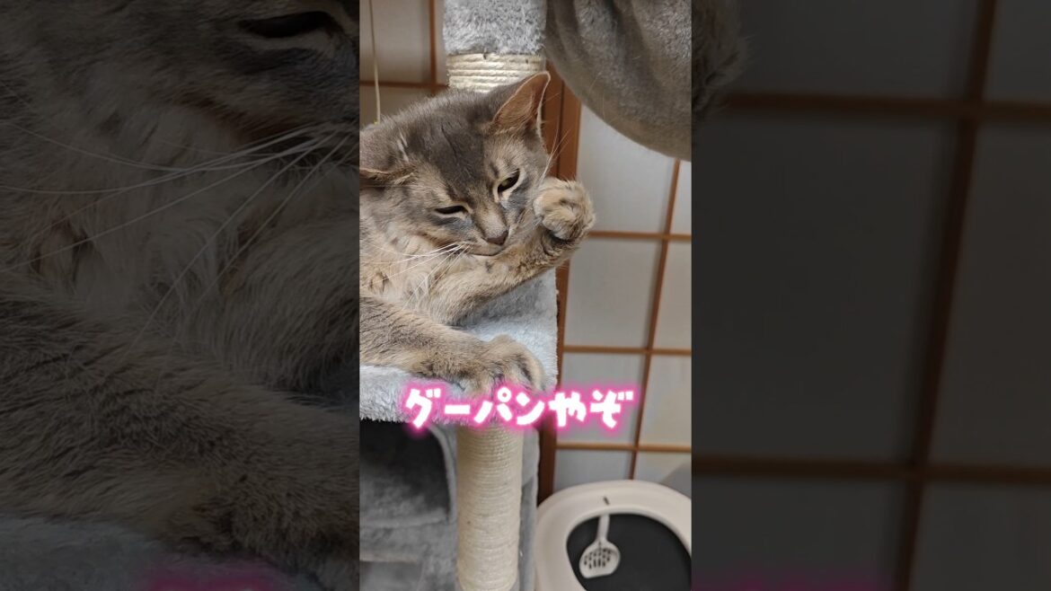 【猫動画】猫にグーパンで脅される動画　#cat  #cats #shorts #猫 #ねこ