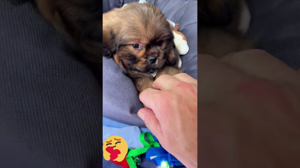 "Bringing Chaky Home for the First Time 🐶💛 | Tibetan Spaniel Two-month-old puppy"