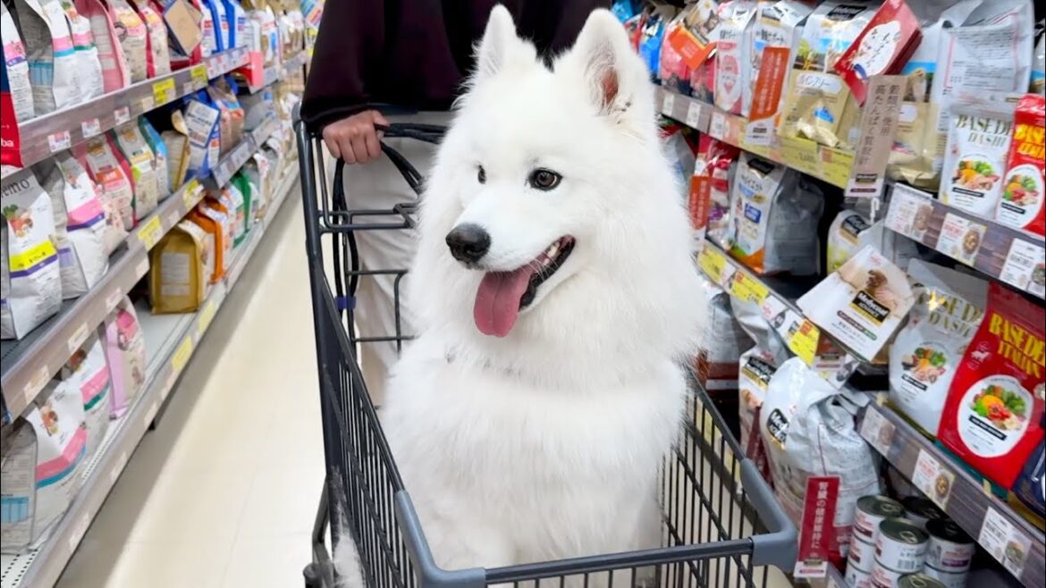 ホームセンターで目をキラキラさせながら一緒にお買い物を楽しむ犬がかわいすぎました… ホームセンターで目をキラキラさせながら一緒にお買い物を楽しむ犬がかわいすぎました…