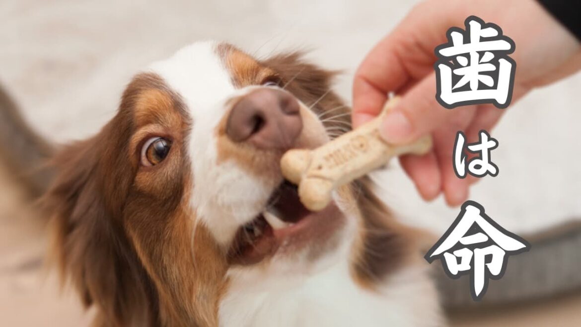 【注意喚起】愛犬の歯を抜いて一年半｜抜歯の理由、手術後の様子、困ったことなど｜オーストラリアンシェパード