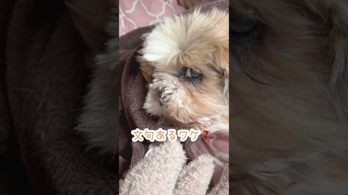 私だってね、こういう時もあるのよ🐶#いぬ #シーズー #犬 #わんこ #イヌ