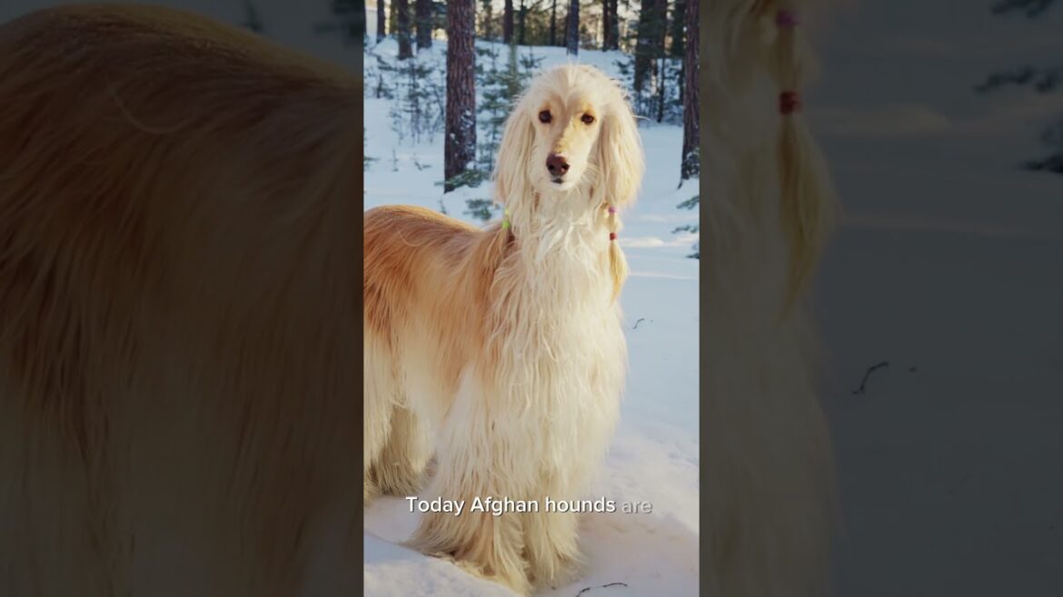 🐶 Afghan Hound: Graceful Beauty with Ancient Roots
