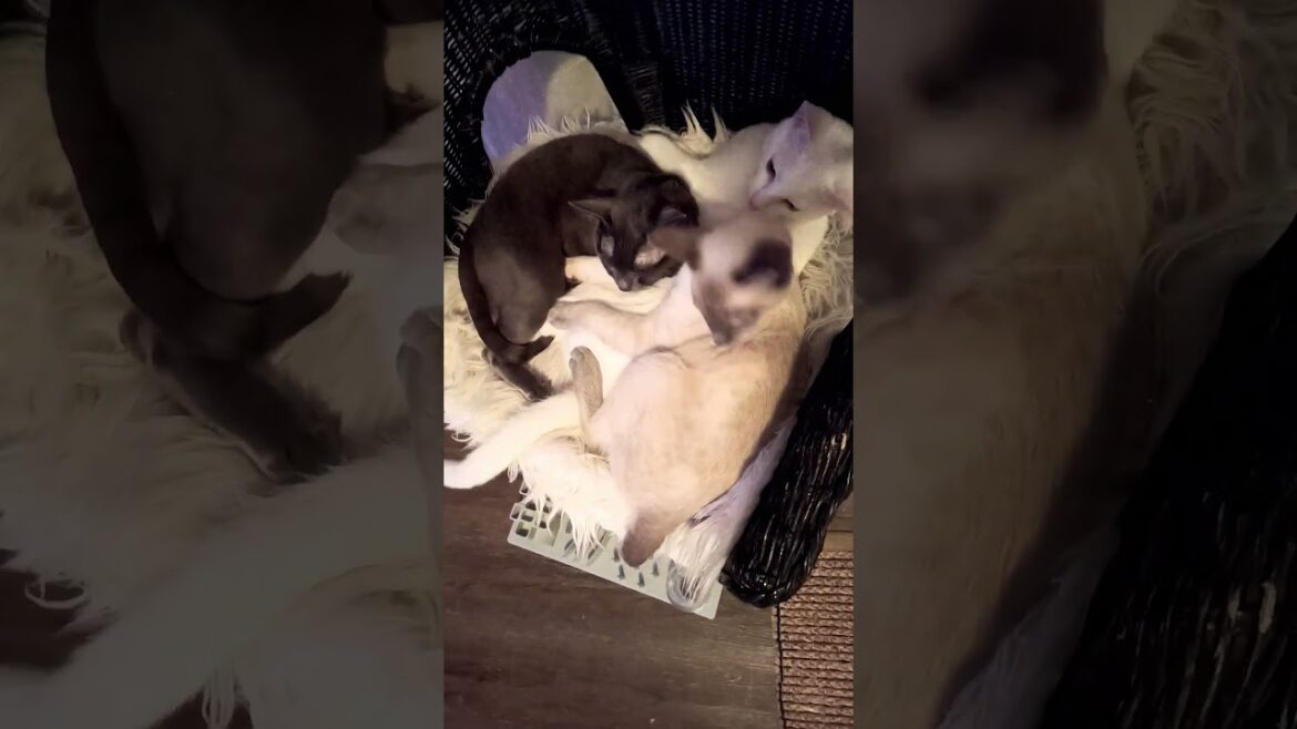 Jealous Cat Drama: Korat, Siamese, and Shorthair Cuddle Gone Wrong! 🐾
