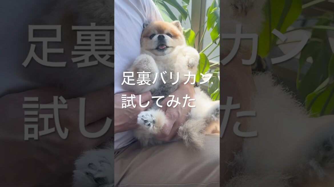 小さな足裏バリカンが便利すぎた【ポメラニアン】#shorts #ポメラニアン 小さな足裏バリカンが便利すぎた【ポメラニアン】#shorts #ポメラニアン