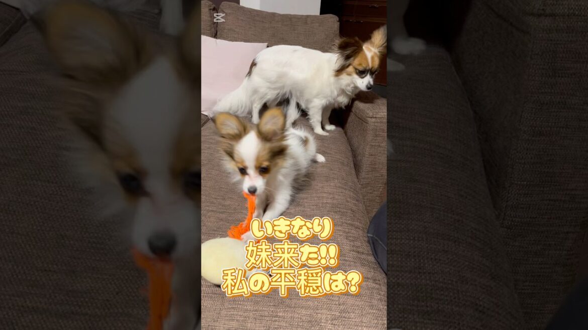 いきなり妹来た！私の平穏終了？！#papillon#可愛いパピヨン#子犬お迎え#わんちゃんのいる生活