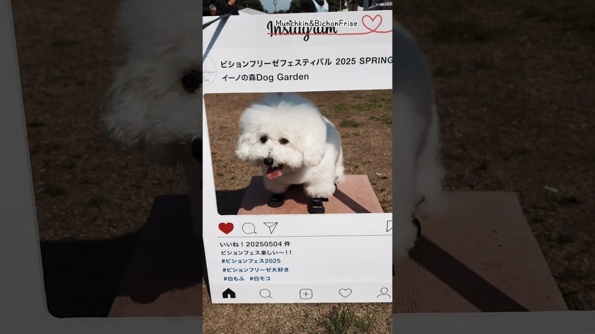 【ビションフリーゼ】ビションフェスに行ってきました【犬と猫、両方飼ってると毎日かわいい♥】