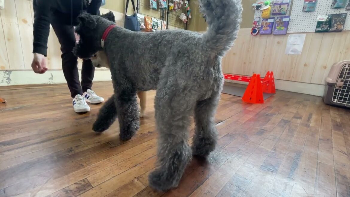 柴犬の”シンバくん”と”ケリーブルーテリアの”マーフィーくん”と一緒に”マット”の練習！