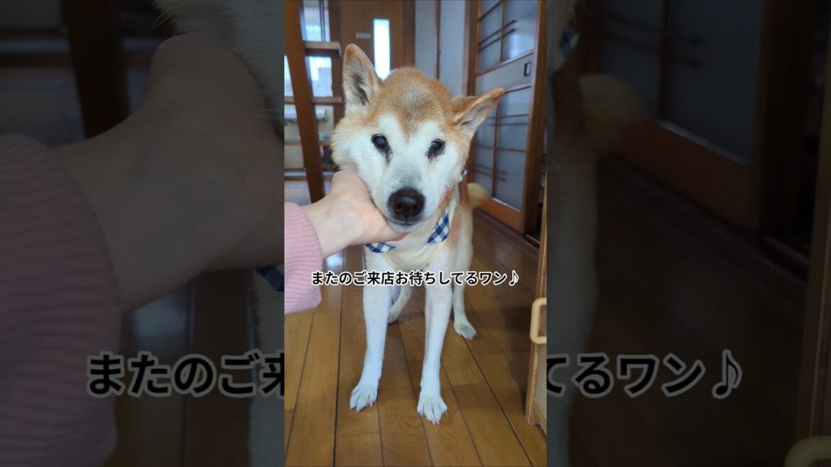 おっちょこちょいな売り子さん　 #shiba #柴犬