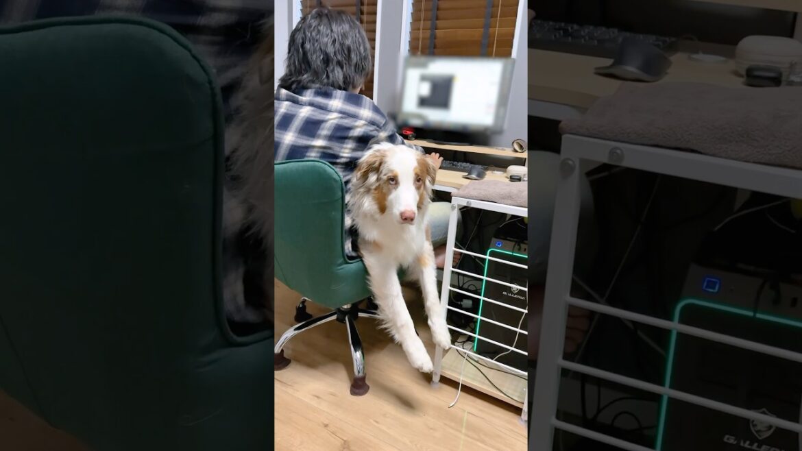 29キロだけどお膝に乗ってみたかった大型犬が可愛い😂【オーストラリアンシェパード】#shorts