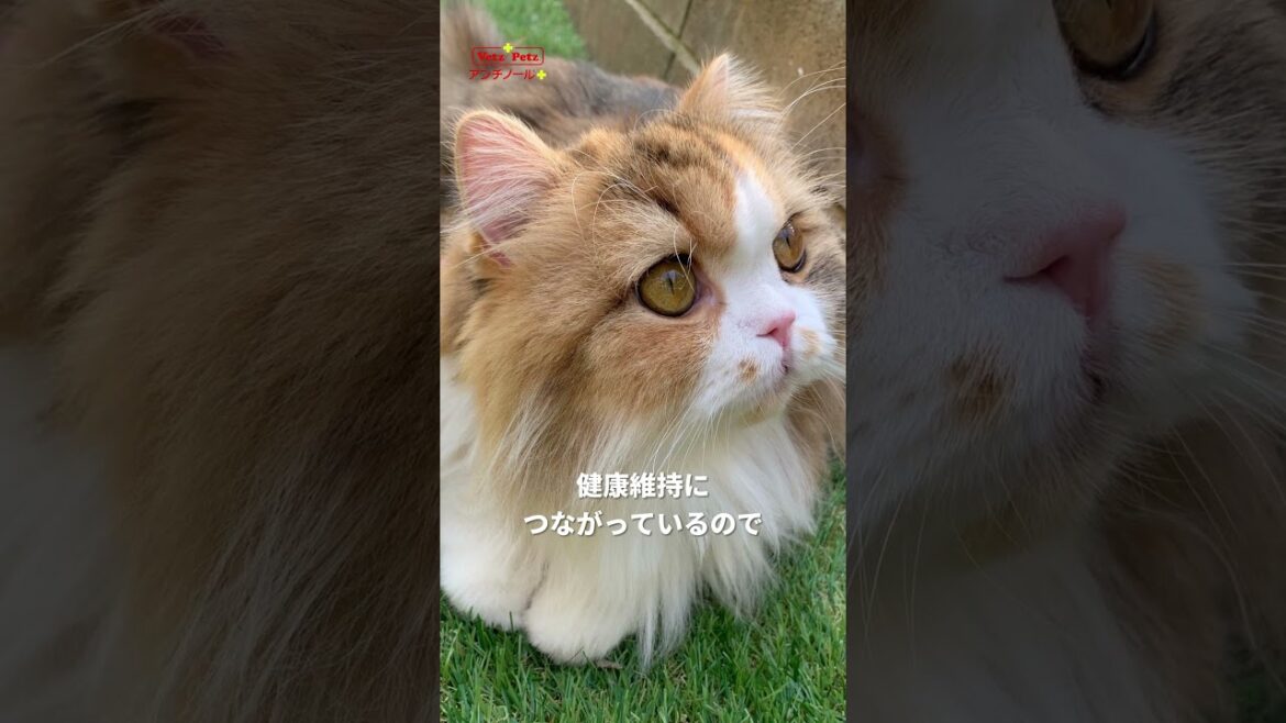 ラガマフィンのくるみちゃん＆ソマリのこてつくん🐱の飼い主さんにインタビュー！【第1弾】　#猫