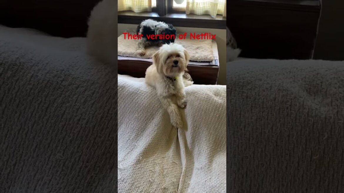 ルイとベイリーのチリング