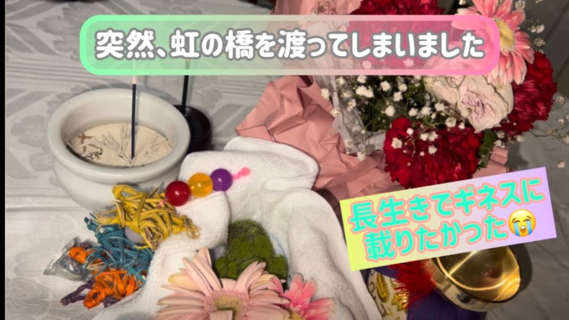 【コザクラインコのぴーちゃんことチッチです】たくさんのありがとうの日々