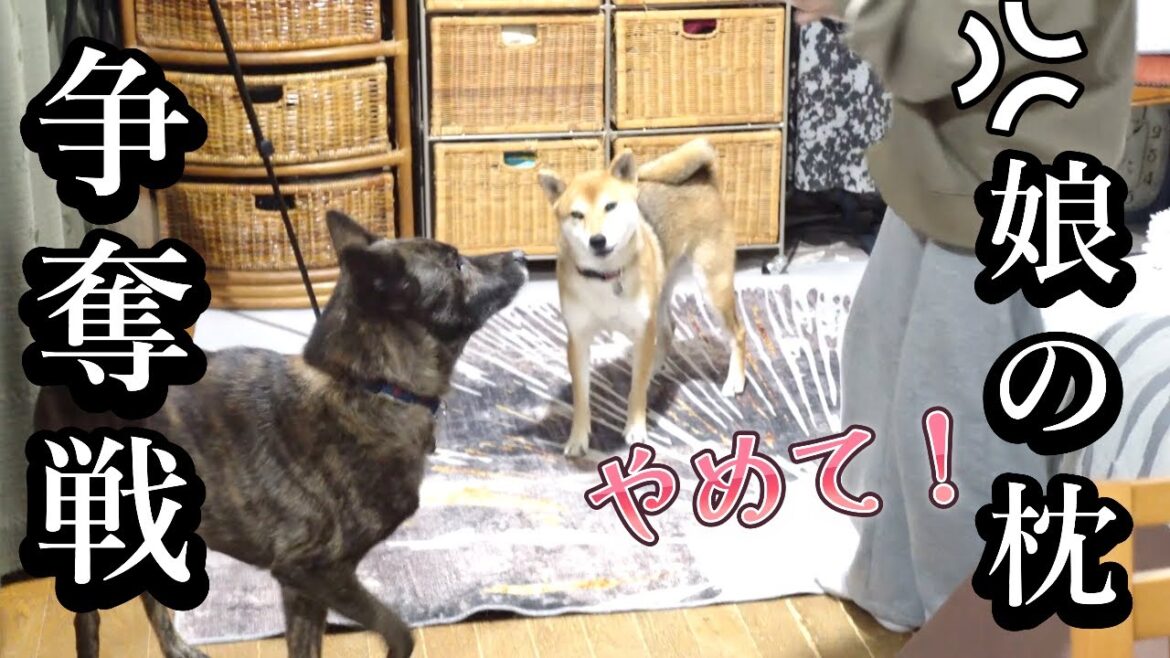 イタズラ柴犬から娘の枕を守る甲斐犬！　 #甲斐犬 #柴犬