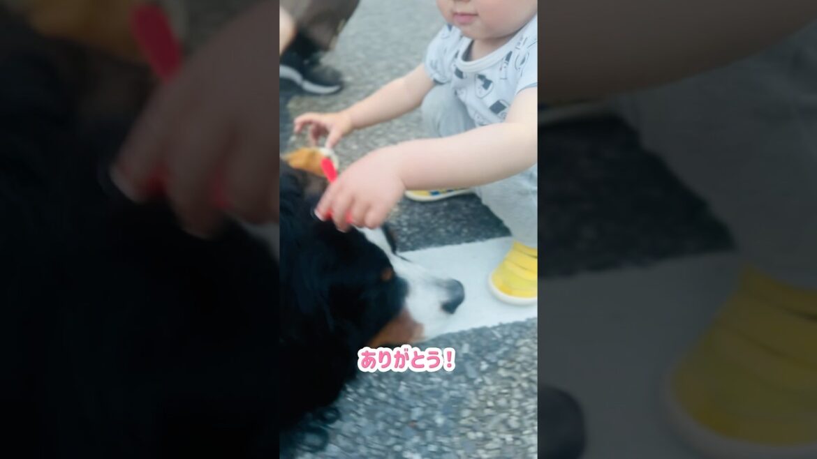 可愛い男の子にナデナデ❤️してもらったバーニーズ🐾