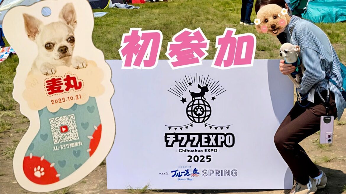 【スムースコート チワワ】チワワEXPO2025 ブルーメの丘　初の名刺交換会にドキドキ（#25）