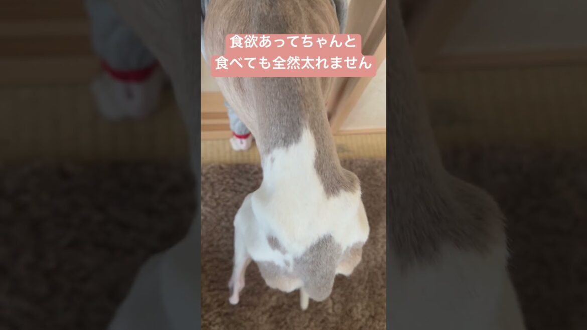 17歳６ヶ月老犬のリアル。　#老犬　#ウィペット　#犬　#犬がいる生活   @借金ドッグランのPちゃん