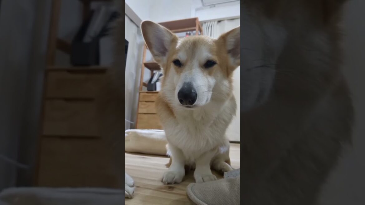 うとうとな犬　そんなに眠いなら寝たらいいのに #コーギー #コーギーのいる暮らし