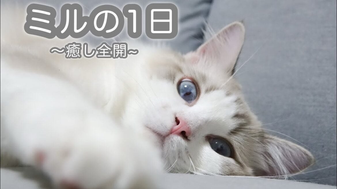 ラグドールの1日｜まったりふわふわな日常｜Vlog風ルーティン