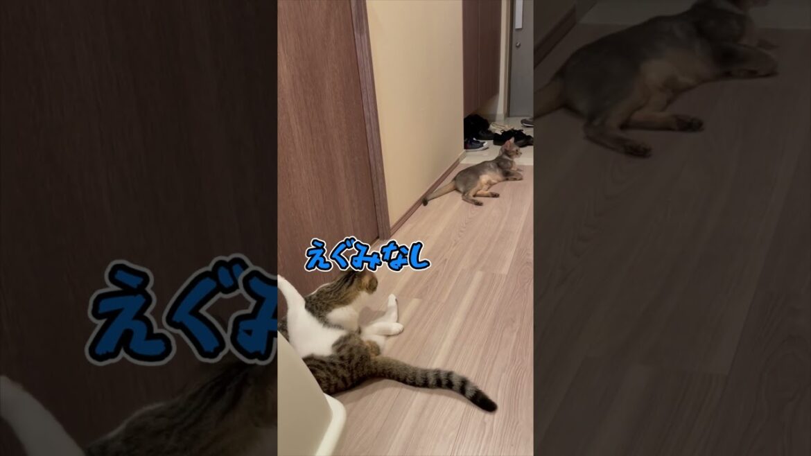 ニャン斗の拳20 ～兄猫のおちりの匂いをチェックする弟猫編～ shorts #猫 #アビシニアン