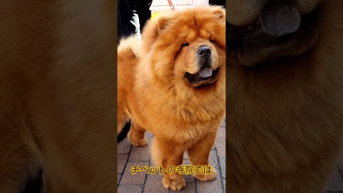 【 舌は青、心は熱！チャウチャウの時を超えた物語】 @Utatane.L  #ショート動画 #shorts #犬の歴史 #歴史探訪 #チャウチャウ #犬のいる生活