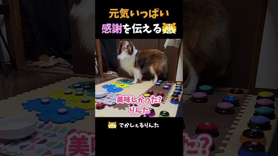 元気いっぱい感謝を伝えるシェルティ【会話ボタンでしゃべる犬】 #shorts #犬 元気いっぱい感謝を伝えるシェルティ【会話ボタンでしゃべる犬】 #shorts #犬