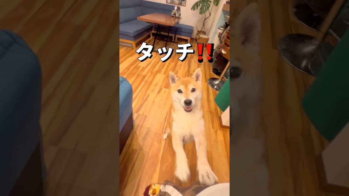 遊び🐶🎵#柴犬 #shibainu #shorts