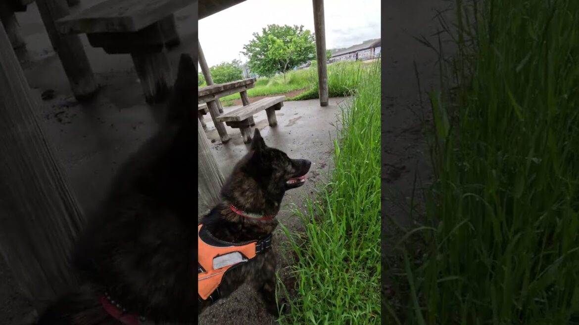 みなと公園で甲斐犬のキクを散歩に #散歩#甲斐犬 #お散歩
