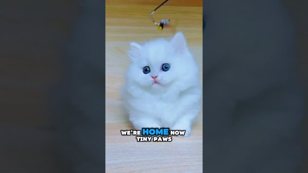 What Happens When You Bring Home a Rare White Kitten with Blue Eyes? What Happens When You Bring Home a Rare White Kitten with Blue Eyes?