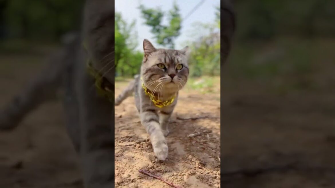 It's a holiday weekend. I'm going home for a big dinner. #cat #cutepets #cute #funnyshorts #animals