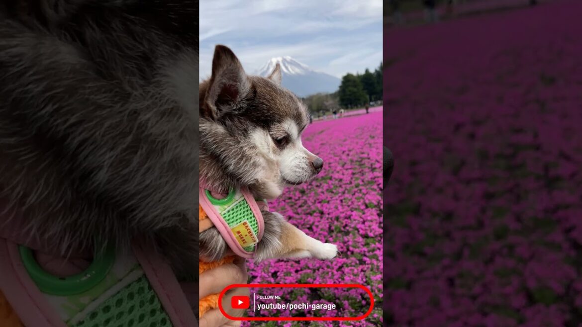 スムースコートチワワ チョ子ちゃんと芝桜@富士芝桜まつり #Shorts #dog