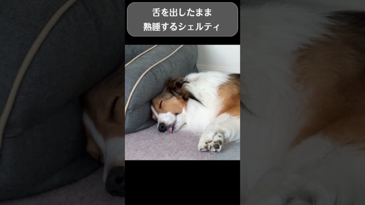 舌を出して寝ちゃったシェルティ💤
