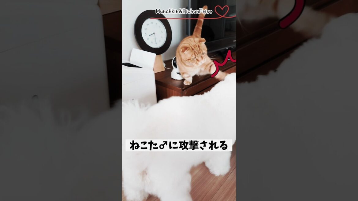 【マンチカンvsビションフリーゼ】近くにいるだけで戦闘モードに突入する短足猫ともふ犬 【犬と猫、両方飼ってると毎日かわいい♥】
