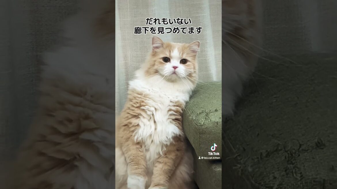そこになにかだれか…いたのかな#cat #catvideos #funnycats #猫のいる暮らし #fyp #horror #catshorts