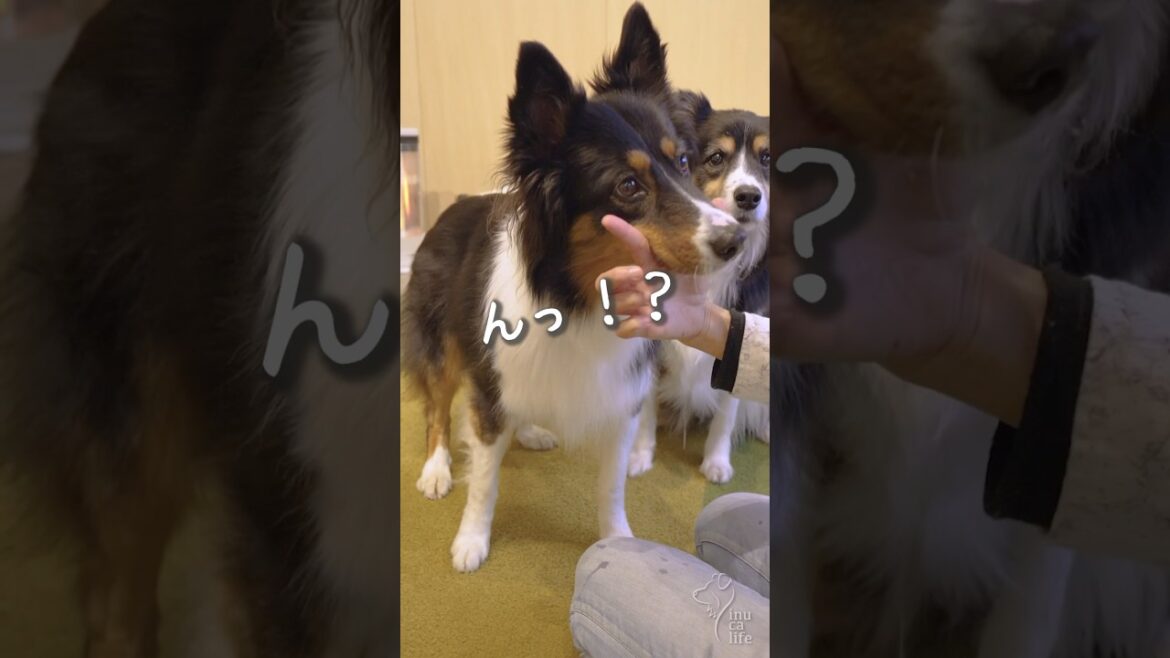 賢いボーダーコリーとわちゃわちゃオゥシーが可愛い　#ボーダーコリー #オーストラリアンシェパード #dog