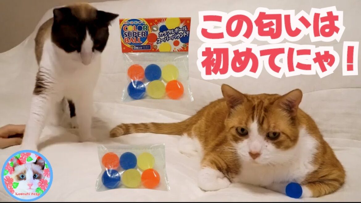 スーパーボールを初めて見た猫の反応は？ Cat's reaction to seeing the Super Ball for the first time