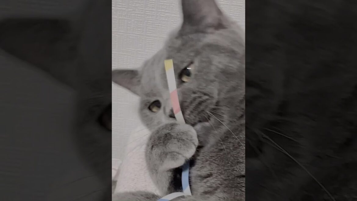 같은 장소, 같은 시간 아이들 #tuxedocat #Shorts #샤트룩스 #chartreux #턱시도고양이 #シャルトリュー #pets #cats #svveetpea