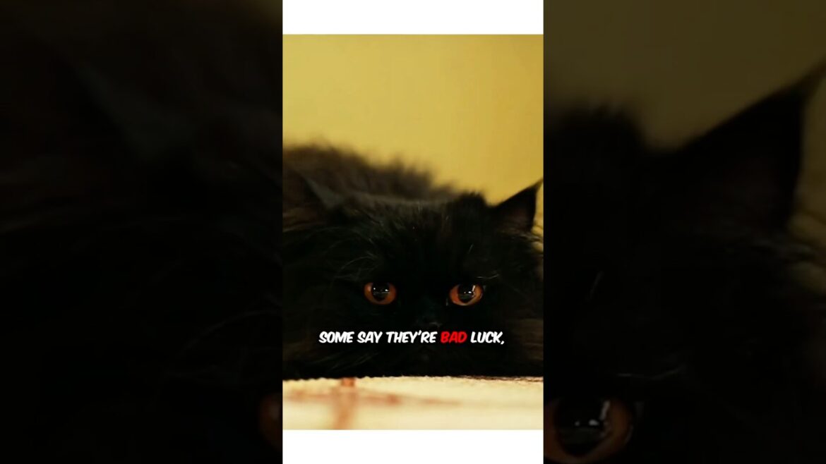 Black Cats Aren’t Bad Luck! #shorts