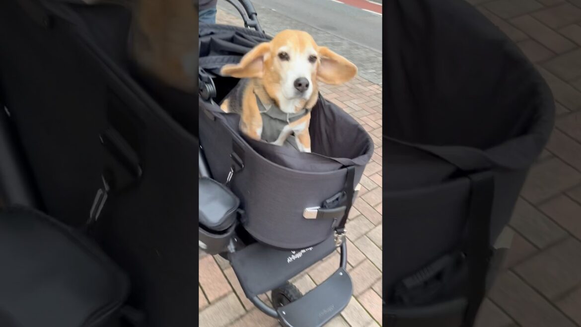 風に吹かれてビーグルさん#ビーグル#beagle #shorts