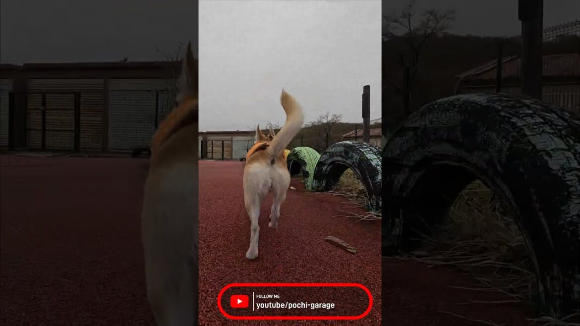 スムースコートチワワ きな子ちゃんを後ろから追いかけてみた！ #Shorts #dog