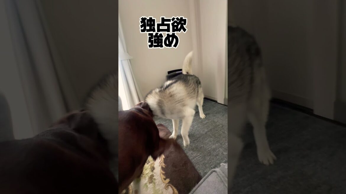 husky family life 大型犬多頭飼いの我が家のラブラドールが噛まれています‼️ #大型犬多頭飼い #シベリアンハスキー #shorts