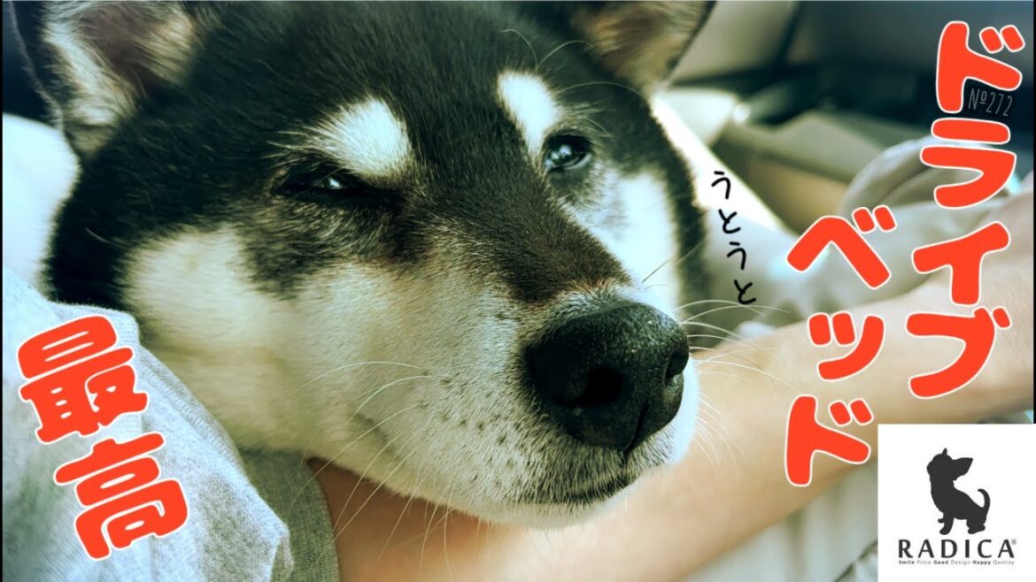 【RADICA】柴犬にドライブベッドを買ってあげたらこうなっちゃいました（№272）