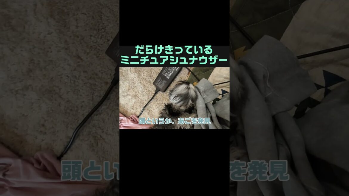 だらけきった犬、それでいいのか？#ミニチュアシュナウザー #犬のいる生活  #子犬