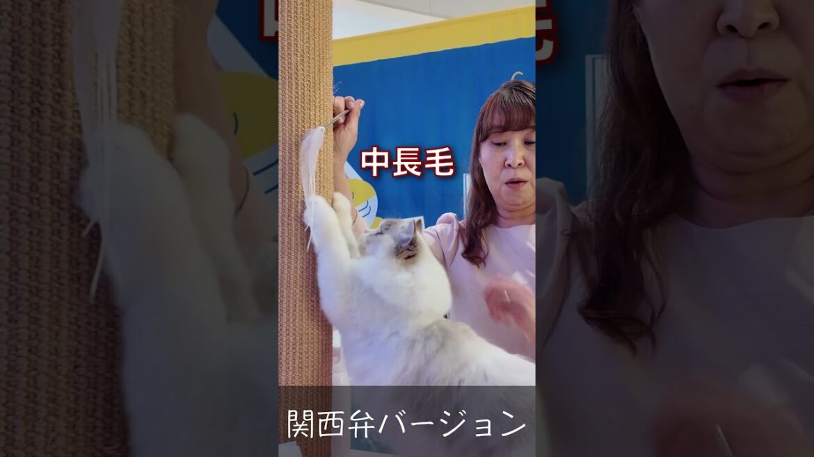 関西弁バージョンでラグドールを紹介してみた  #みーちゃん先生 #キャットショー #ragdoll