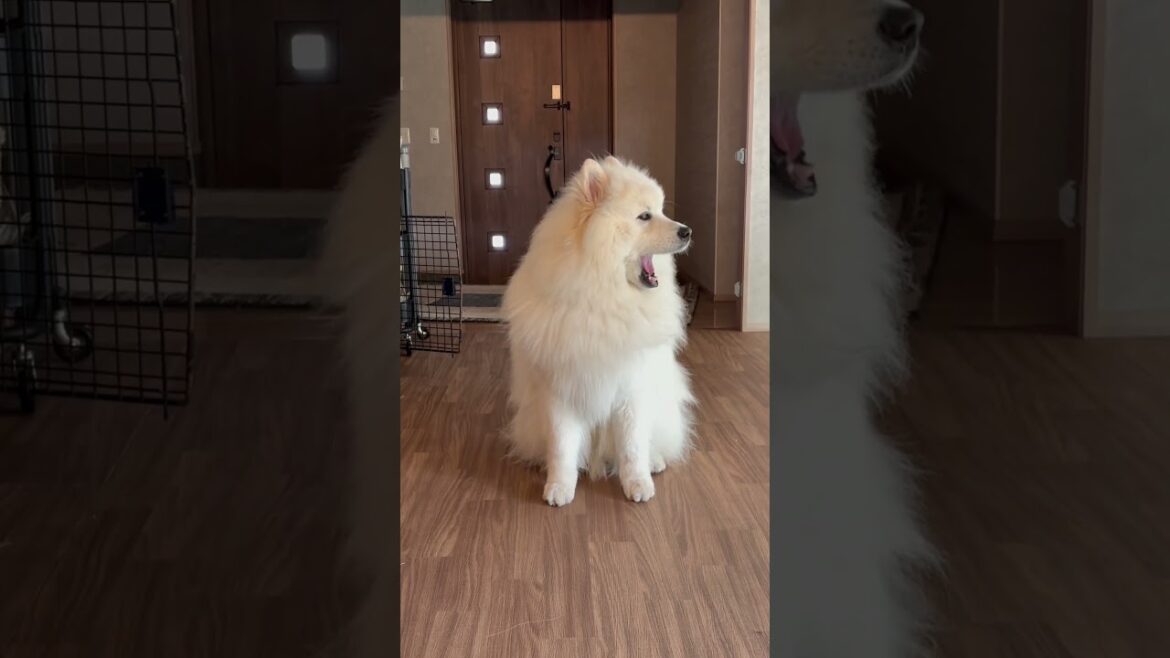 何かお願いごとがある、サモエド　#サモエド #大型犬のいる生活