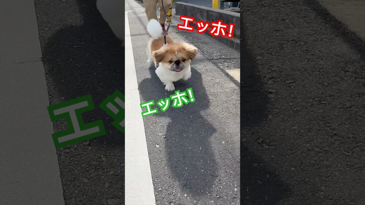 エッホエッホのポテさんぽ　#いぬのさんぽ #いぬのきもち #癒し #ペキニーズ #pekingese #はなぺちゃ #fypyoutube